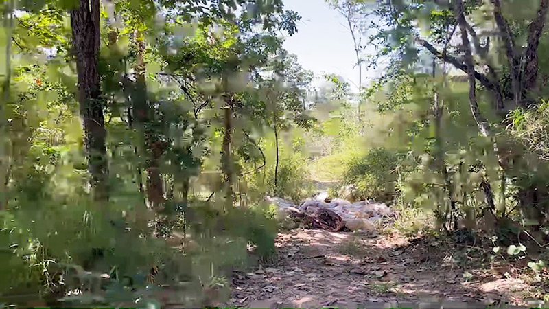 ทิ้งซากหมูกลางป่า