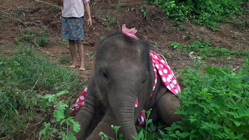 จูเนียร์ลูกช้างขี้อ้อน