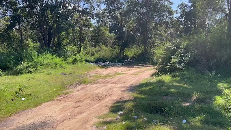 ทิ้งซากหมูกลางป่า