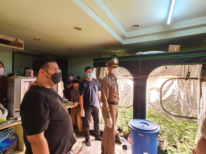 บุกจับพ่อค้ากัญชาออแกนิก 