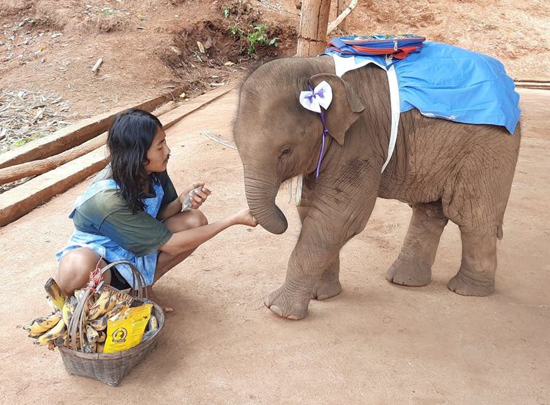 จูเนียร์ลูกช้างขี้อ้อน