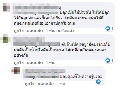 ต้นตีนเป็ดน้ำ