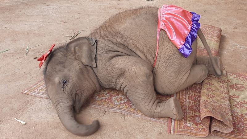 จูเนียร์ลูกช้างขี้อ้อน