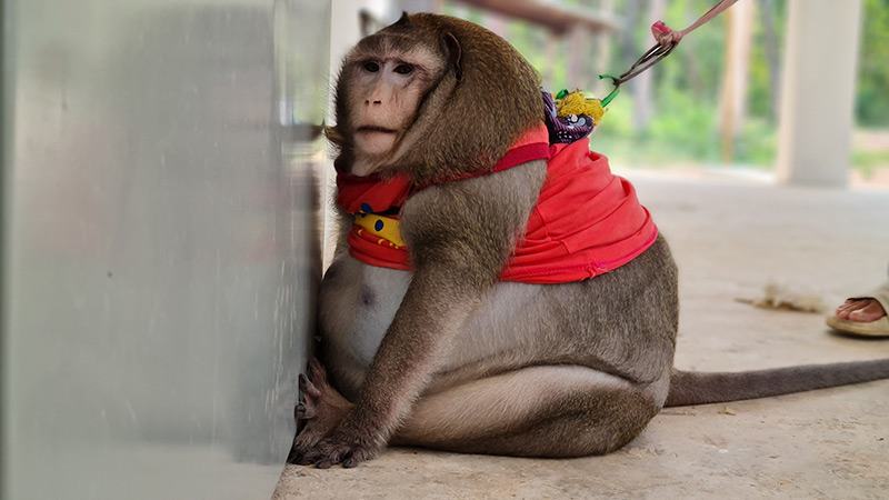 ลิงก็อตซิลล่ากัดนักข่าว 