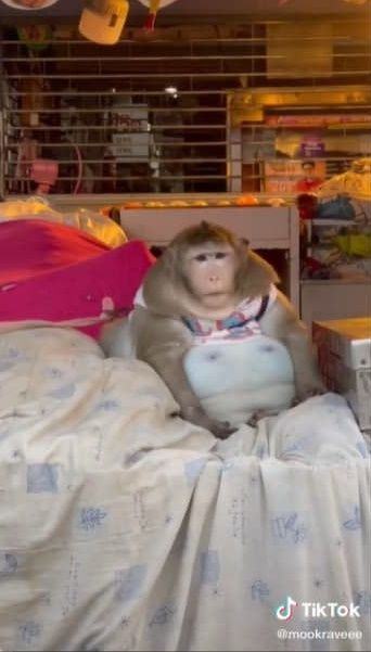 ลิงอ้วน