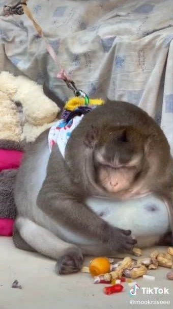 ลิงอ้วน