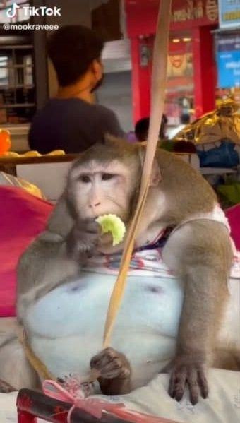 ลิงอ้วน