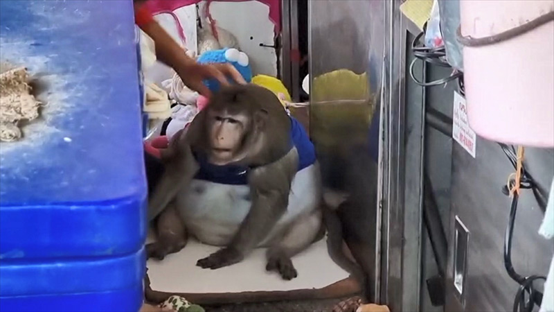 ลิงก็อตซิลล่า