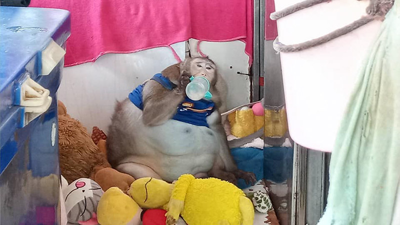 ลิงก็อตซิลล่า