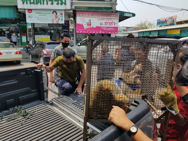 ลิงก็อตซิลล่า