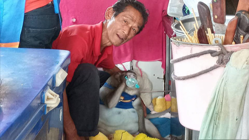 ลิงก็อตซิลล่า