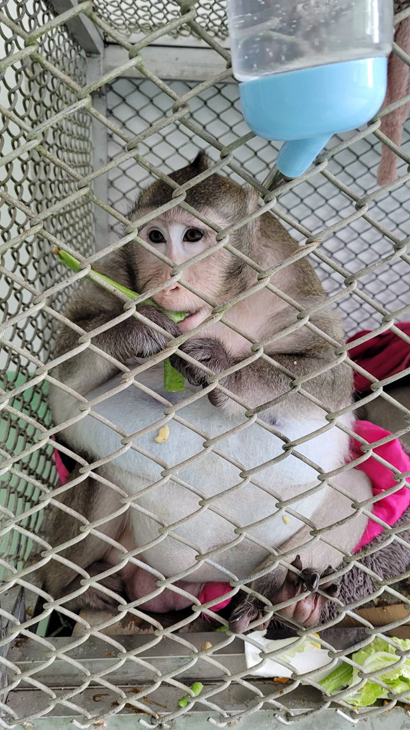 ลิงก็อตซิลล่า