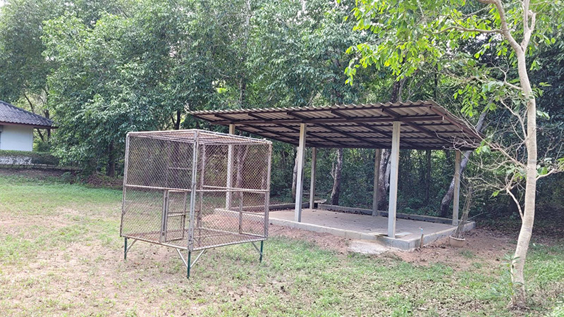 ลิงก็อตซิลล่า