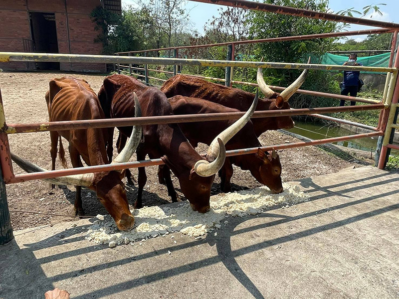 ฟาร์มจระเข้สมุทรปราการ