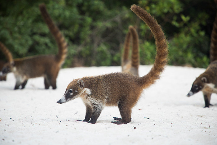 โคอาติ Coati