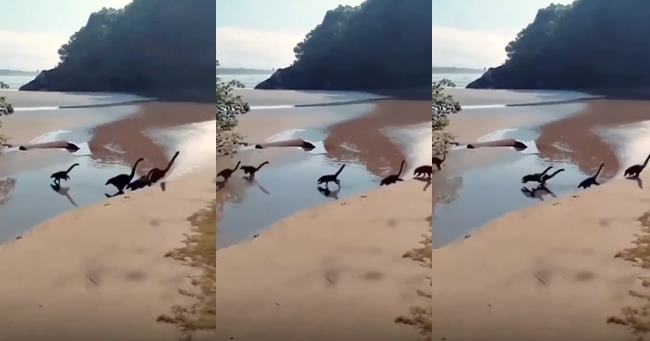 คลิปไดโนเสาร์ตัวจิ๋ว แท้จริงคือ