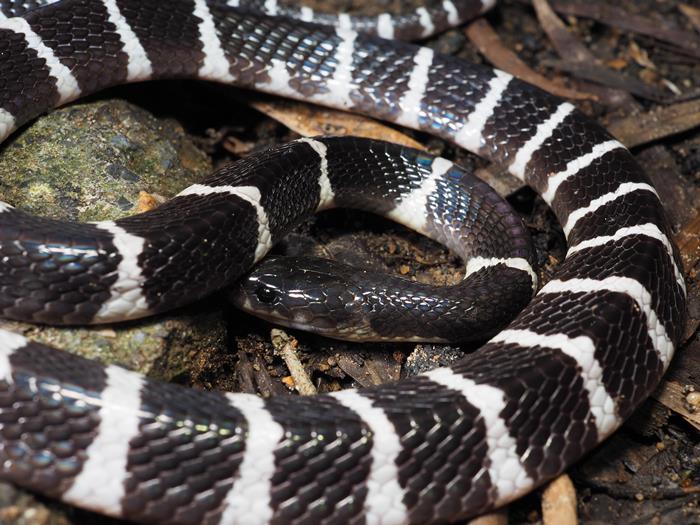 สาวสั่งงูพิษออนไลน์ ถูกฉกตาย