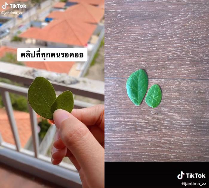 นกให้ใบจามจุรี ตอบแทนสาวเทข้าวริมระเบียง