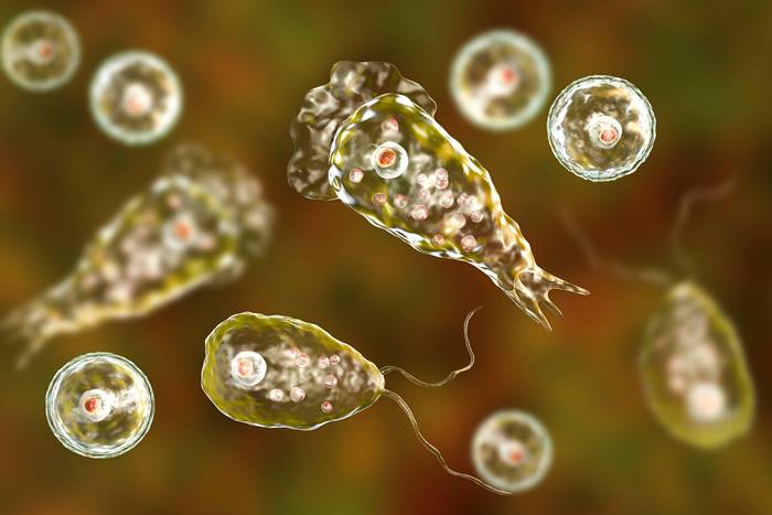 อะมีบากินสมอง