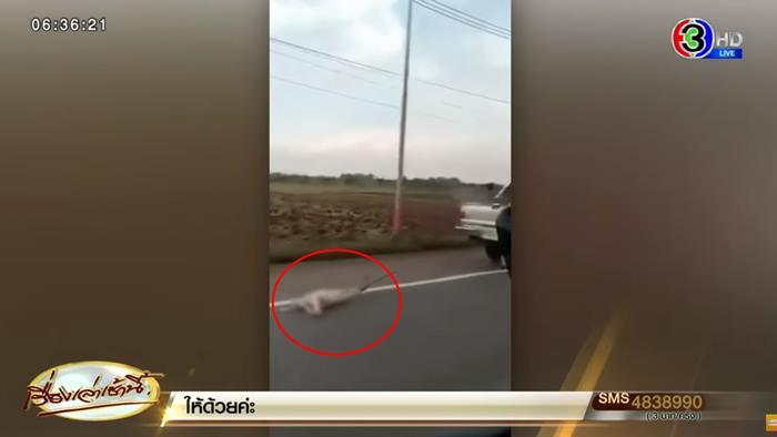 ขับรถลากหมาไปทิ้ง