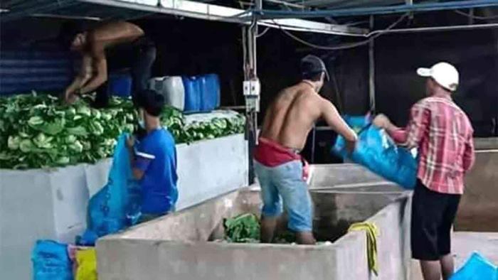 ใช้เท้าย่ำผักกาดดอง