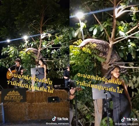 คลิปเหี้ยอยู่บนต้นไม้