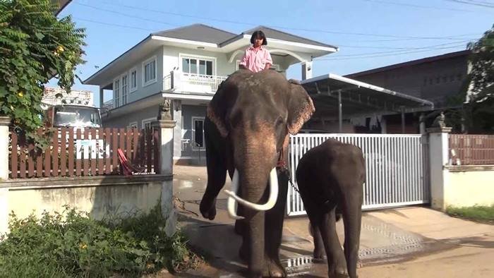 น้องปูเป้ขี่ช้างไปเรียน 