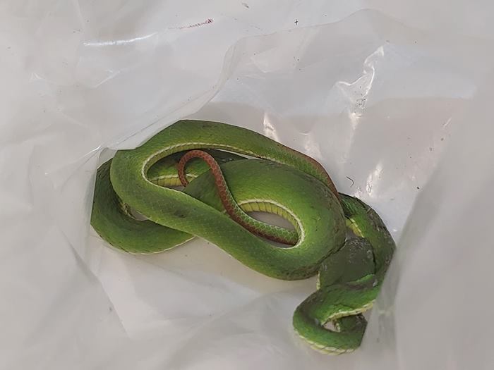 งูกัดในห้าง