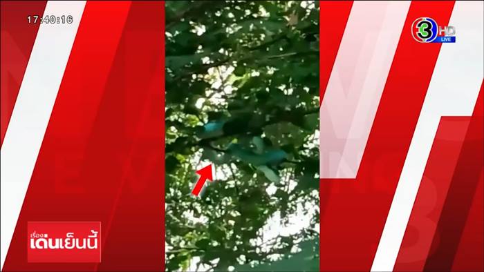 งูสีฟ้า