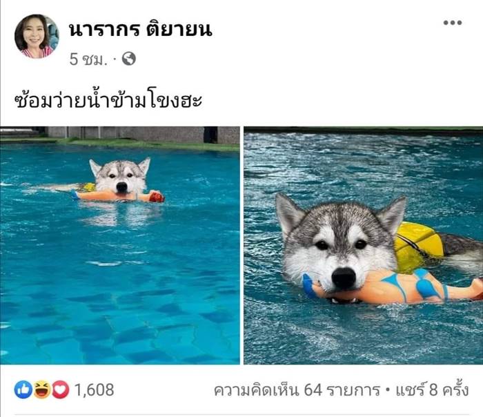 ต๊ะ นารากร แจงดราม่ารูปหมาว่ายน้ำ