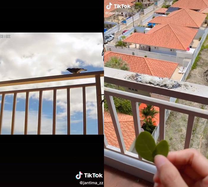 นกให้ใบจามจุรี ตอบแทนสาวเทข้าวริมระเบียง