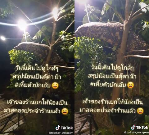 คลิปเหี้ยอยู่บนต้นไม้