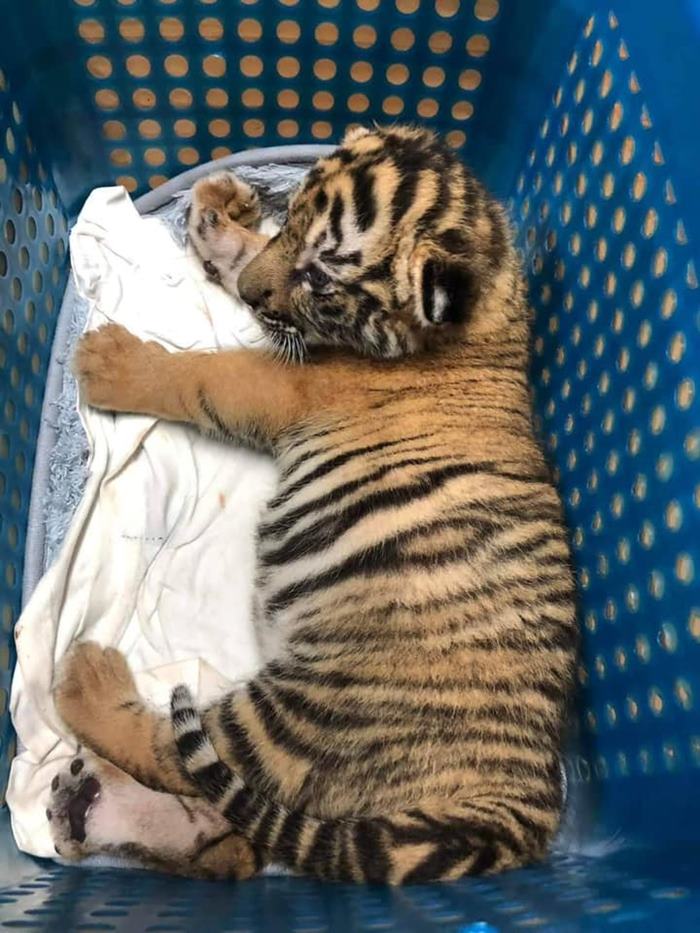 จับแก๊งค้าสัตว์ป่ากลางห้าง