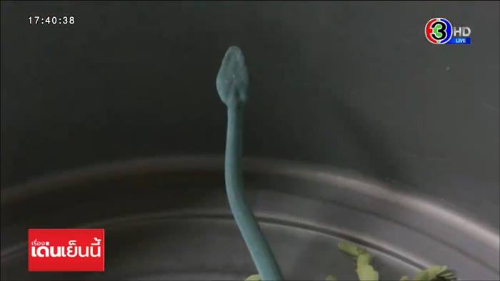 งูสีฟ้า