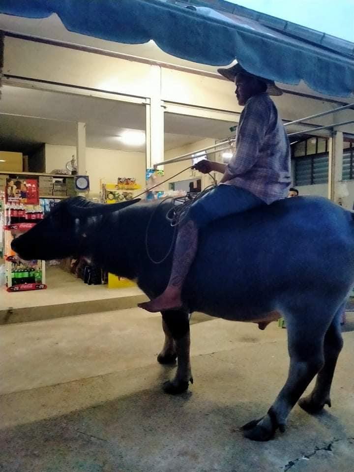 ขี่ควายซื้อของ