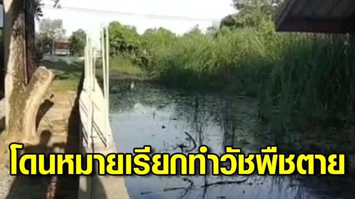 เพื่อนบ้านแจ้งความเหตุทำหญ้าตาย 