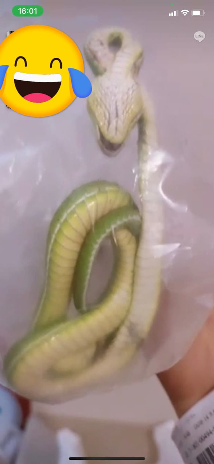 งูกัดในห้าง