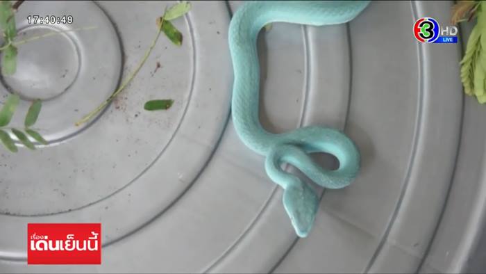 งูสีฟ้า