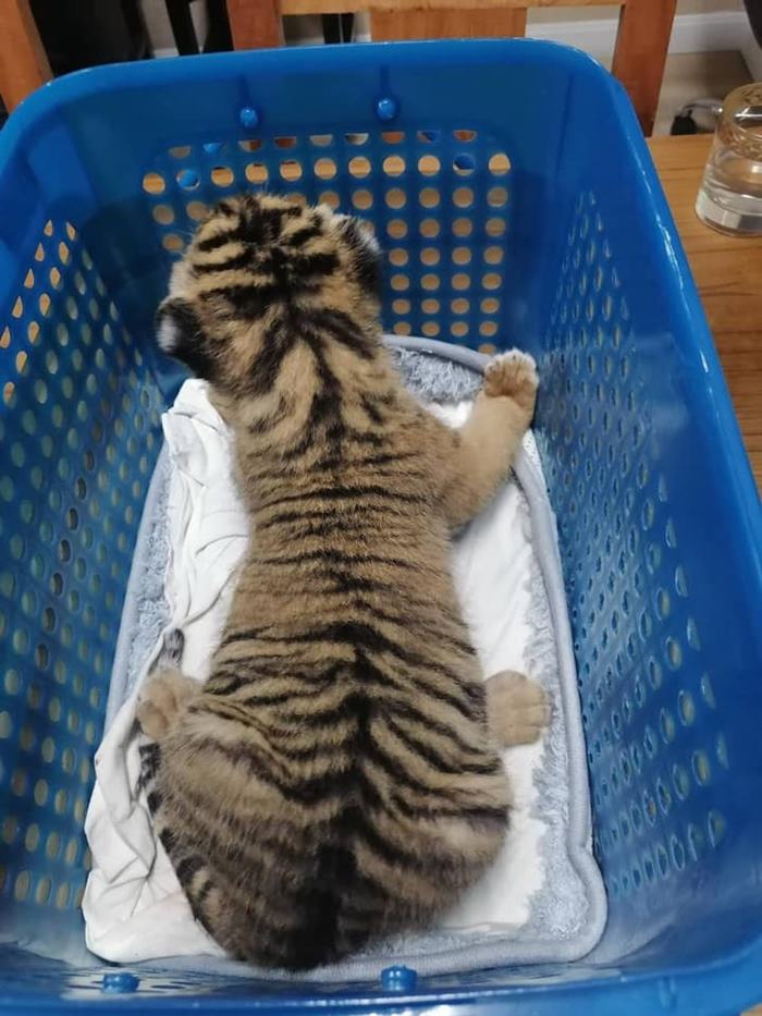 จับแก๊งค้าสัตว์ป่ากลางห้าง