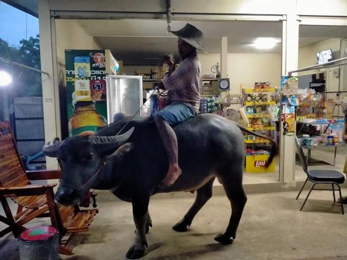 ขี่ควายซื้อของ