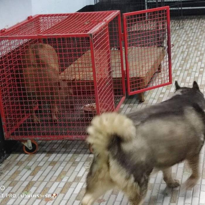 ซันนี่ยูโฟร์เสียชีวิต