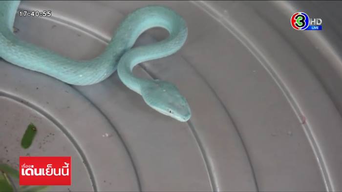 งูสีฟ้า