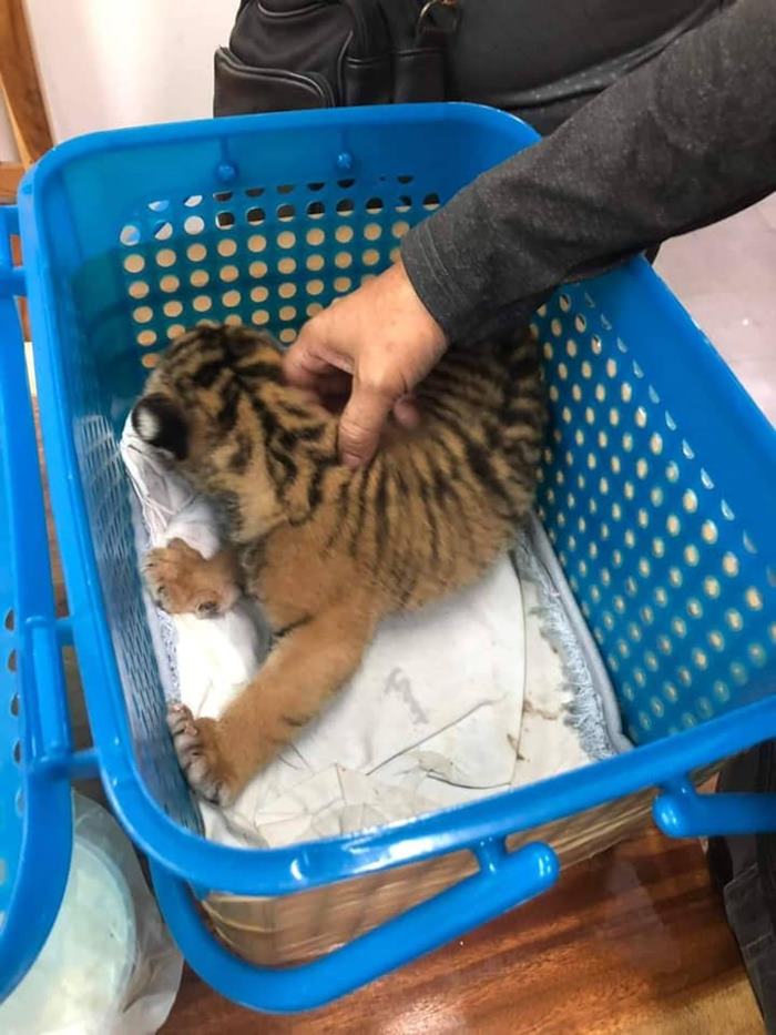 จับแก๊งค้าสัตว์ป่ากลางห้าง