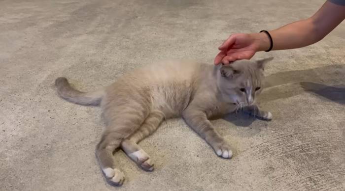  J Shark ยูทูบเบอร์เกาหลี รีวิวตั้งแคมป์ในเมืองไทย 