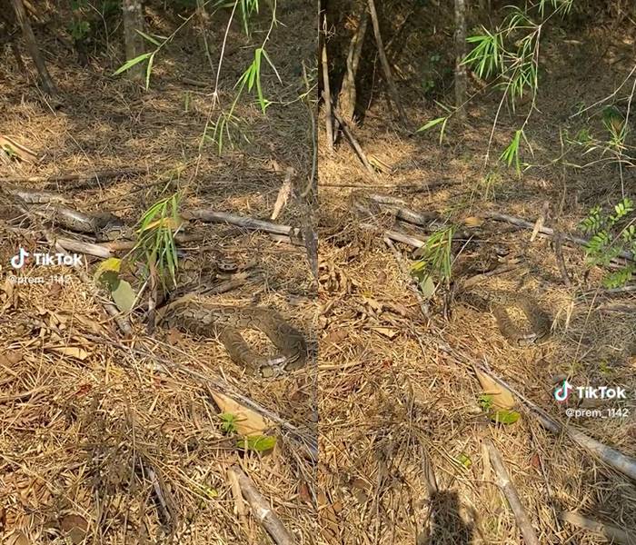 งูเหลือม รวมตัวในป่า