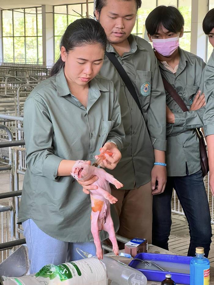 ไวรัลน้องหมูโดนฉีดยา ไม่ได้ตาย