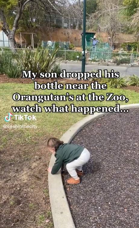 อุรังอุตังเก็บขวดนม