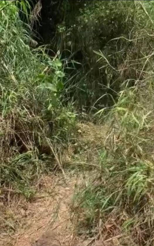 นอนกลางป่า