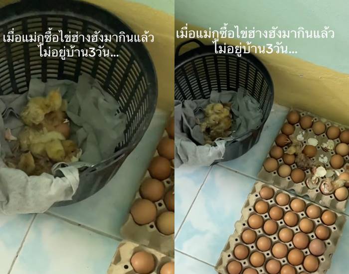 ซื้อไข่กลายเป็นไก่