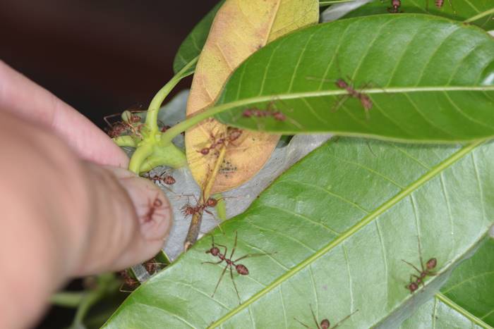 เล่นพิเรนทร์ หนุ่มเอาอวัยวะเพศ แหย่รังมดแดง